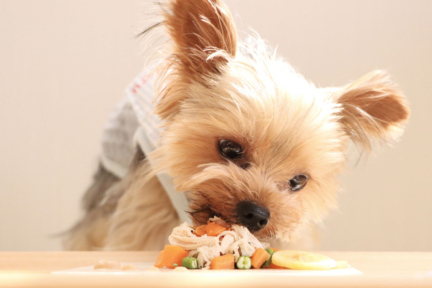 HAJIME　愛犬食事