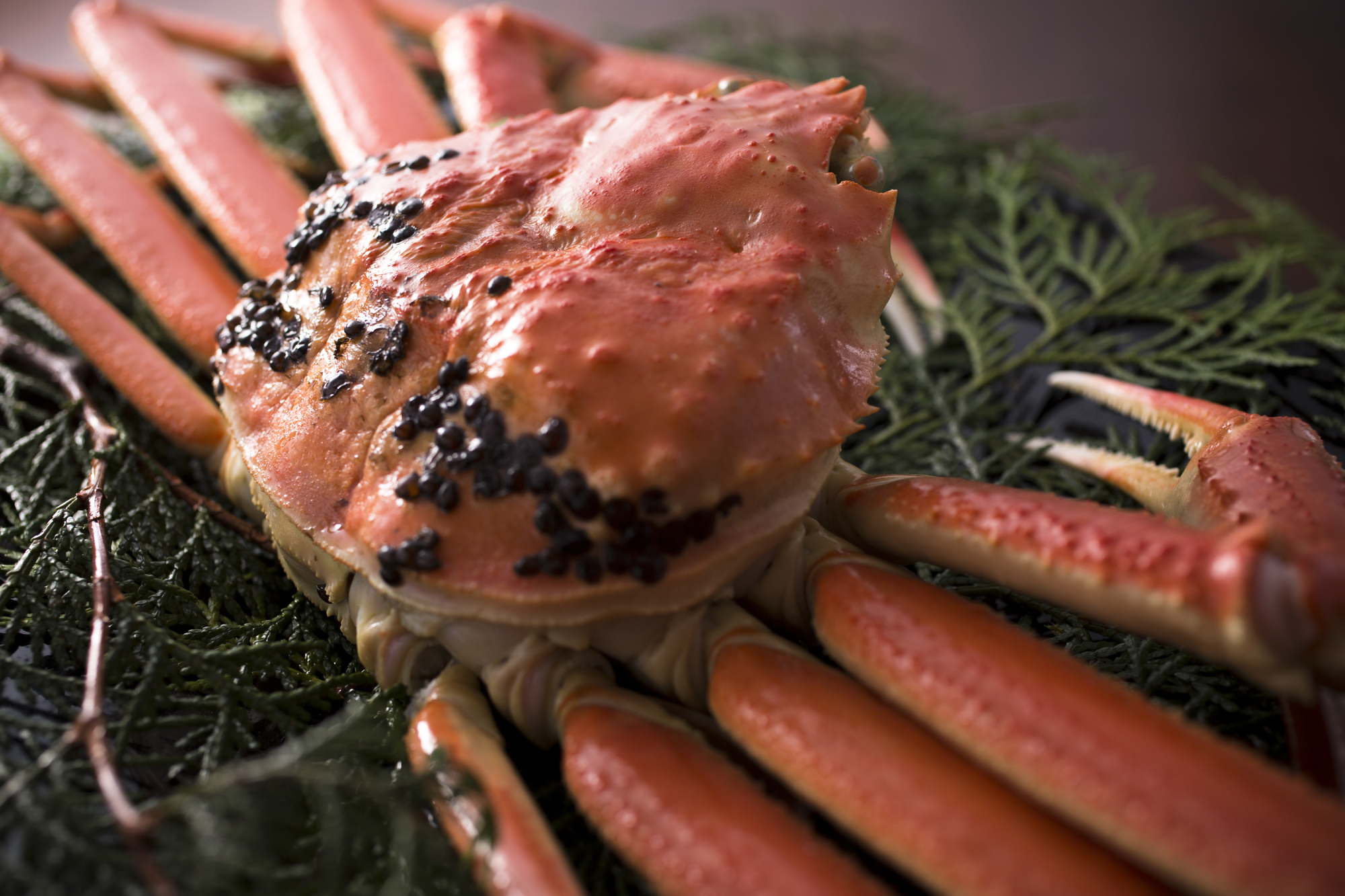 crab